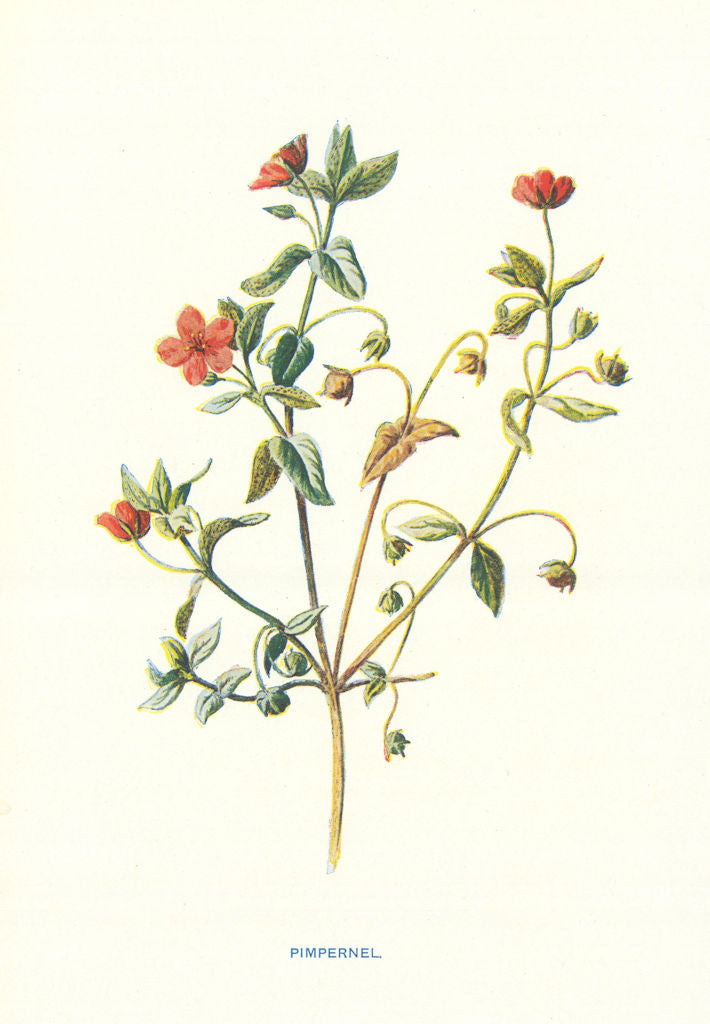Pimpernel. Wild Flowers by Frederick Edward Hulme c1895 old antique print